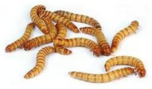 BASSETT'S CRICKET RANCH 100 Count Live Superworms Organically Grown Animals & Pet Supplies > Pet Supplies > Reptile & Amphibian Supplies > Reptile & Amphibian Food BASSETT'S CRICKET RANCH   