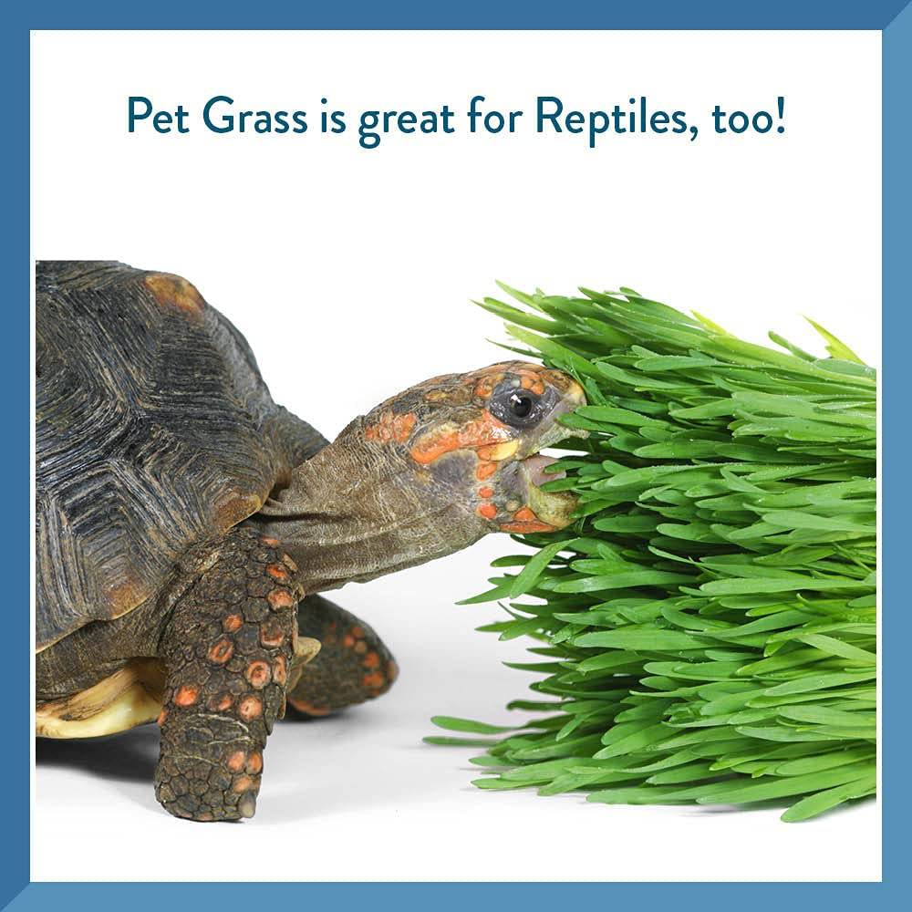 Pet Greens Live Cat Grass; Certified Organic & Gmo-Free Variety Blend of Oat, Rye & Barley Grasses; Grown in the USA Animals & Pet Supplies > Pet Supplies > Cat Supplies > Cat Treats Pet Greens   