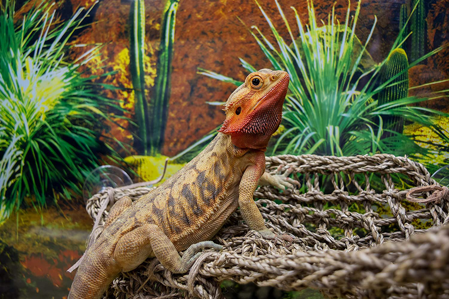 Penn-Plax Reptology Lizard Loungers – 100% Natural Seagrass Fiber – Great for Bearded Dragons, Anoles, Geckos, and Other Reptiles – 6 Sizes & Styles Available Animals & Pet Supplies > Pet Supplies > Reptile & Amphibian Supplies > Reptile & Amphibian Substrates Penn Plax, INC.   