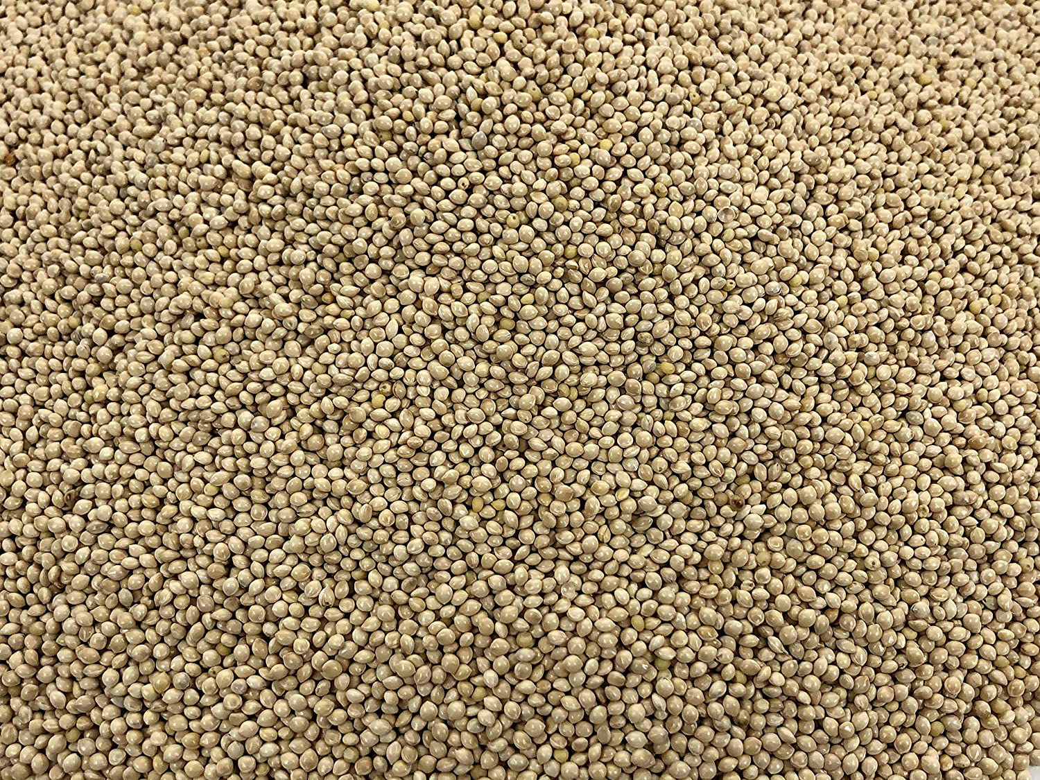 Premium White Proso Millet Bird Seed Feed,10Lbs Bulk Bag Animals & Pet Supplies > Pet Supplies > Bird Supplies > Bird Treats AA Plus Shop   