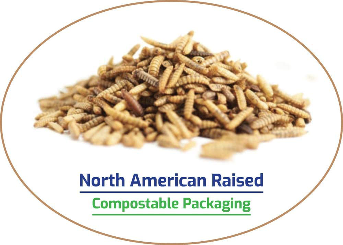 NORTH AMERICAN-RAISED Bugs for Birds! Better than Mealworms - Dried BSF Larvae - Natural Chicken Feed Supplement / Wild Bird Treats - for Healthy Eggs and Feathers!