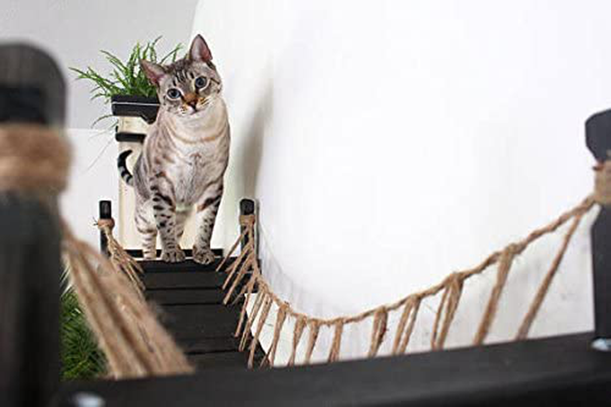 Catastrophicreations Cat Bridge Wall-Mounted Play and Lounge Toy Cat Tree Tower Alternative for Pets