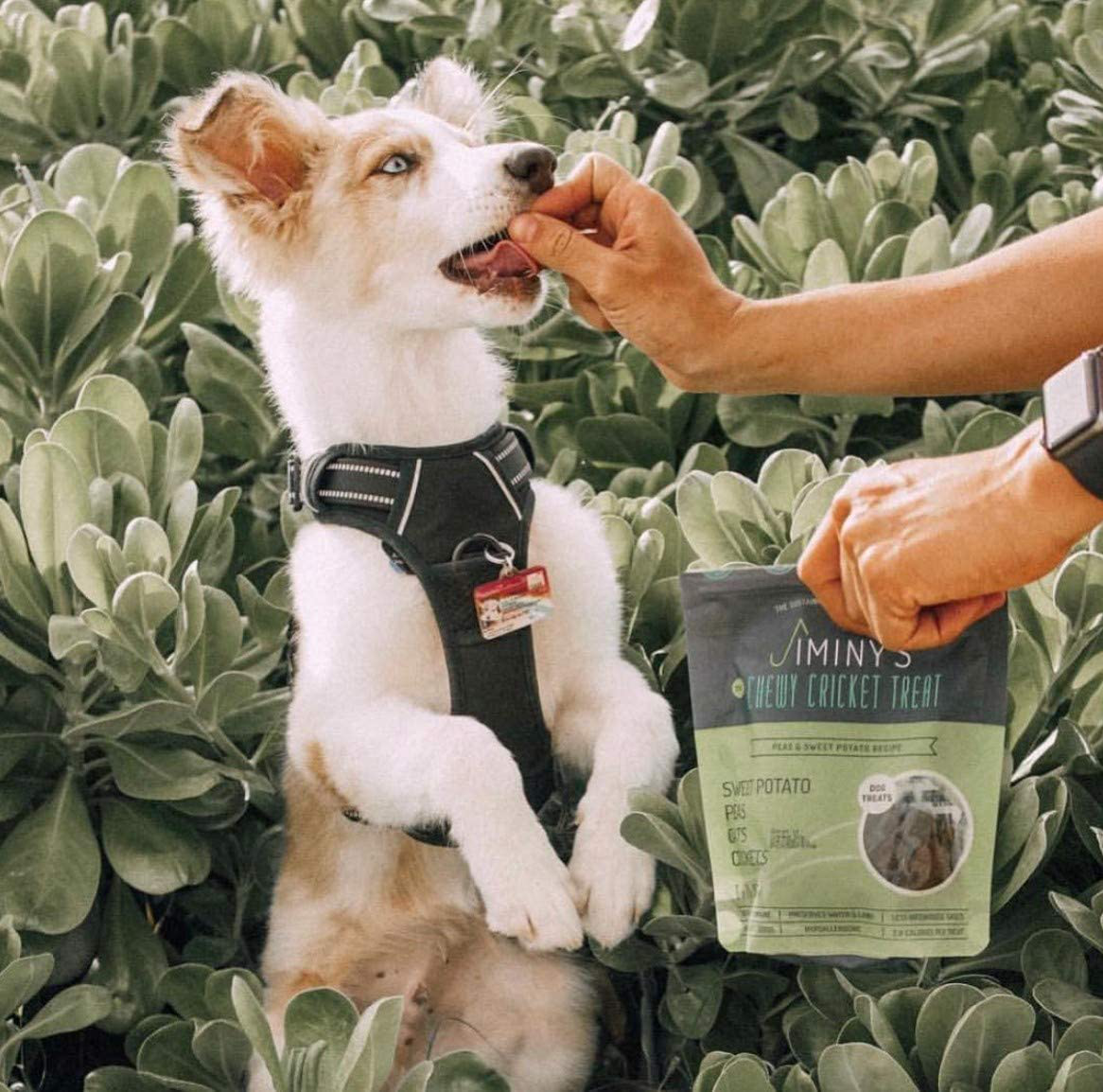 Jiminy'S Cricket Protein Sweet Potato and Pea Soft & Chewy Dog Training Treats | 100% Made in the USA | Gluten-Free | Sustainable | Limited Ingredients | High Protein | Hypoallergenic Animals & Pet Supplies > Pet Supplies > Dog Supplies > Dog Treats Jiminy's   