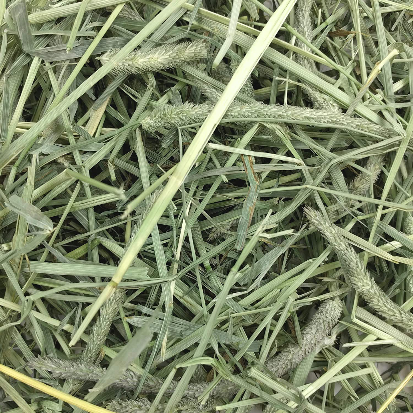 Oxbow Animal Health Western Timothy Hay - All Natural Hay for Rabbits, Guinea Pigs, Chinchillas, Hamsters & Gerbils Animals & Pet Supplies > Pet Supplies > Small Animal Supplies > Small Animal Bedding Oxbow Animal Health LLC   