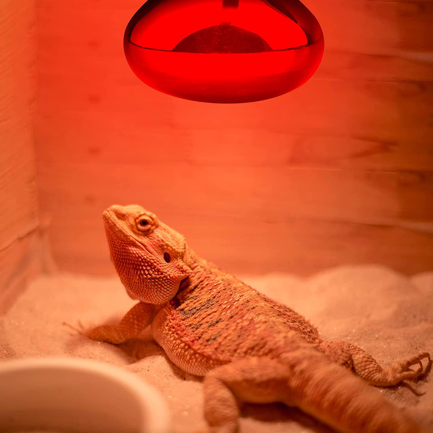 Light bulb for lizard tank clearance