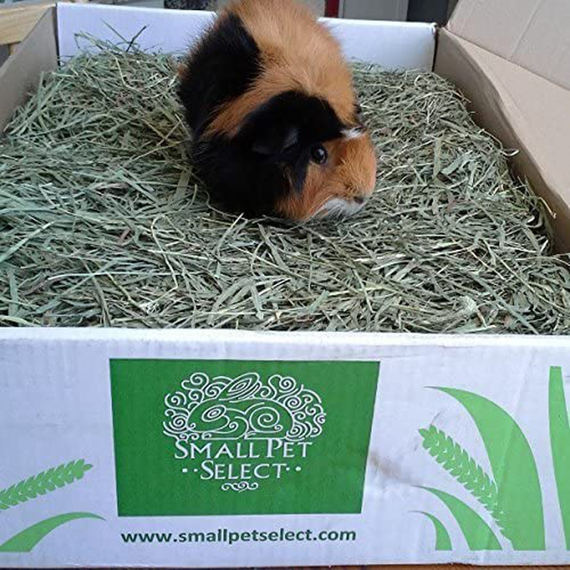 Small Pet Select 3Rd Cutting "Super Soft" Timothy Hay Pet Food Animals & Pet Supplies > Pet Supplies > Small Animal Supplies > Small Animal Food Small Pet Select   