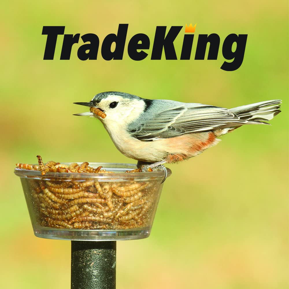 Tradeking 1 Lb Dried Mealworms - High Protein Treat for Wild Birds, Chicken, Fish & Reptiles Animals & Pet Supplies > Pet Supplies > Bird Supplies > Bird Treats TradeKing   