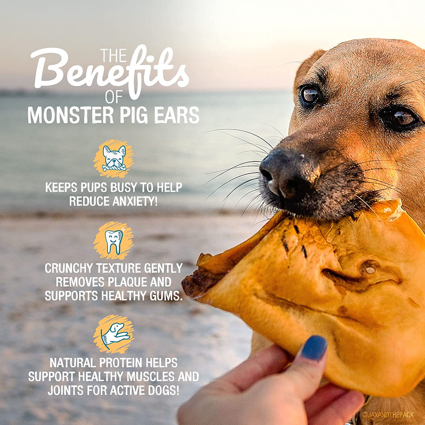 Monster Pig Ears for Dogs, Made in USA Dog Chews, Natural Rawhide Free Pork Treats, American Made Puffed Sow, Digestible Dog Treats, Cow Ear Alternative for All Breeds Animals & Pet Supplies > Pet Supplies > Small Animal Supplies > Small Animal Treats Pawstruck   