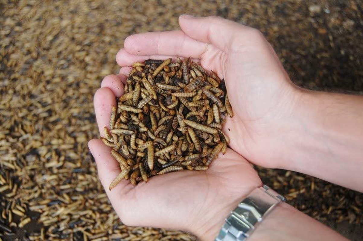 Scratch and Peck Feeds Cluckin' Good Grubs for Chickens - Natural Protein and Calcium Supplement Feed - Dried Black Soldier Fly Larvae Bird Treats Animals & Pet Supplies > Pet Supplies > Bird Supplies > Bird Treats SCRATCH AND PECK FEEDS YOU ARE WHAT YOUR ANIMALS EAT   