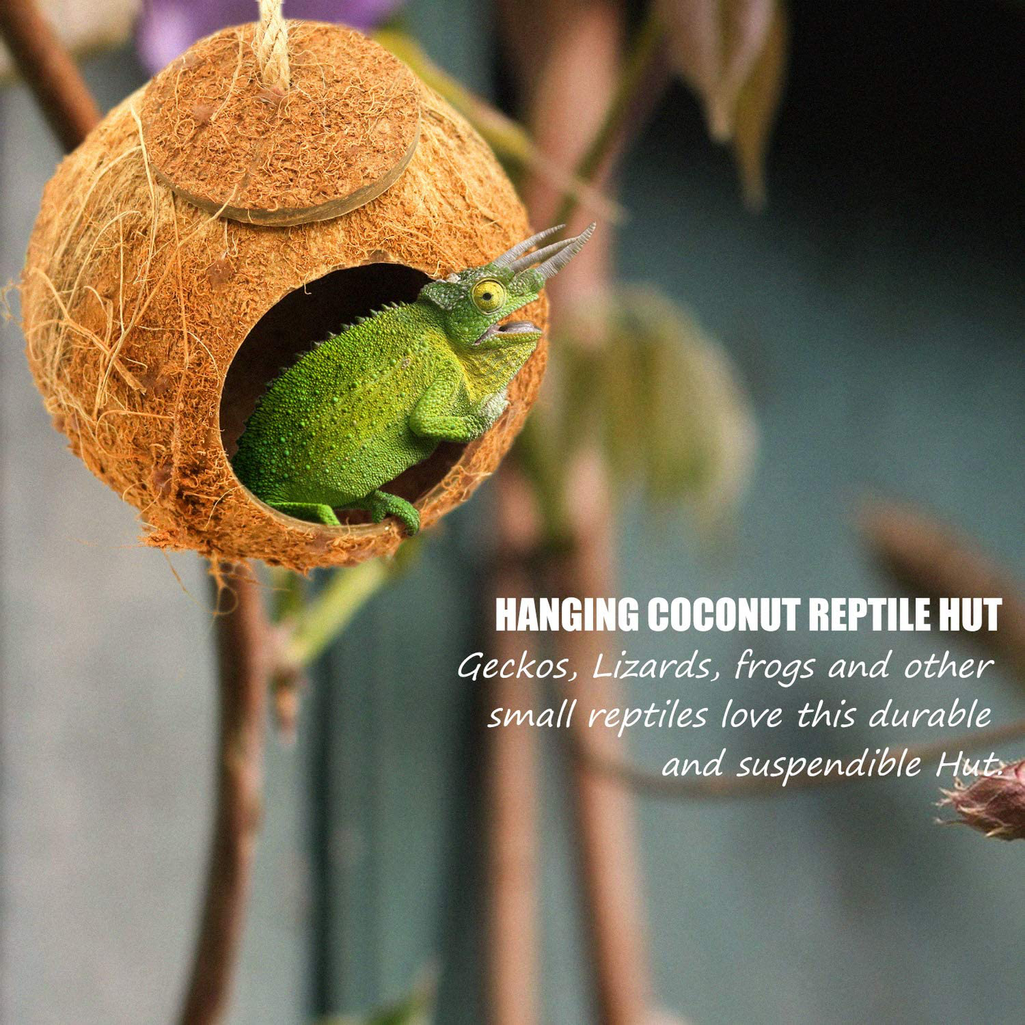 Crested Gecko Coco Hut Shell Bird House, Sturdy Hanging Home, Climbing Porch, Hiding, Sleeping&Breeding Pad, Rough Texture Encourages Foot and Beak Exercise, Suitable for Reptiles, Amphibians Animals & Pet Supplies > Pet Supplies > Reptile & Amphibian Supplies > Reptile & Amphibian Habitat Accessories suruikei   