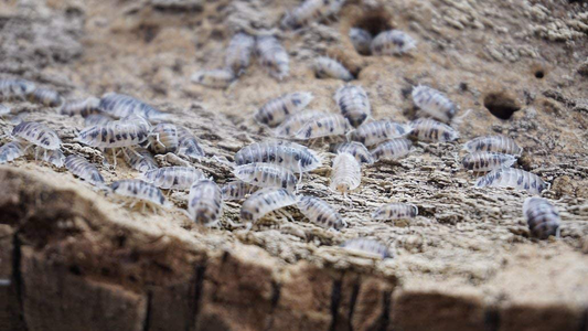 Isopods Dairy Cow Live Porcellio Laevis Roly Poly Cleanup Crew Reptile Food Animals & Pet Supplies > Pet Supplies > Reptile & Amphibian Supplies > Reptile & Amphibian Food BugzyBugs   