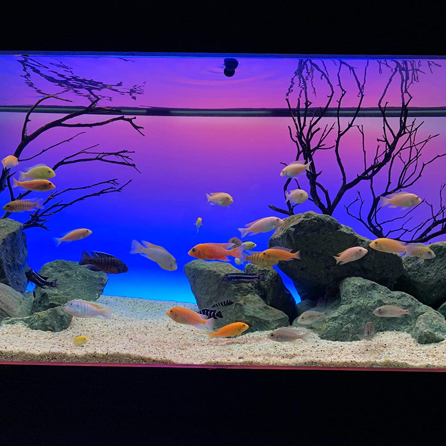 CURRENT USA Serene Freshwater Full Spectrum RGB+W LED Light for Aquariums 24"-36" + Wireless 24 Hour Control + Background Lighting + Binaural Audio + Dual Tank Mount Arm Bundle