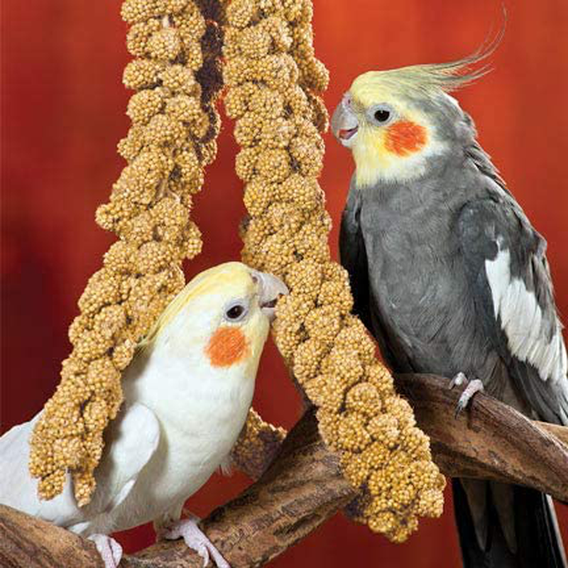 Nemeth Farms Worlds Freshest Spray Millet the Original Bird Treat and Supplement Non-Gmo for All Pet Birds Parakeets, Cockatiels, Lovebirds and Finches Animals & Pet Supplies > Pet Supplies > Bird Supplies > Bird Treats Nemeth Farms   