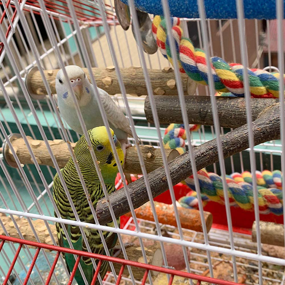LIMIO Bird Perch 4 PCS Natural Wood Stand Parakeet Toys Bird Cage Accessories for Parrots Conure Supplies Budgie Platform Animals & Pet Supplies > Pet Supplies > Bird Supplies > Bird Ladders & Perches LIMIO   
