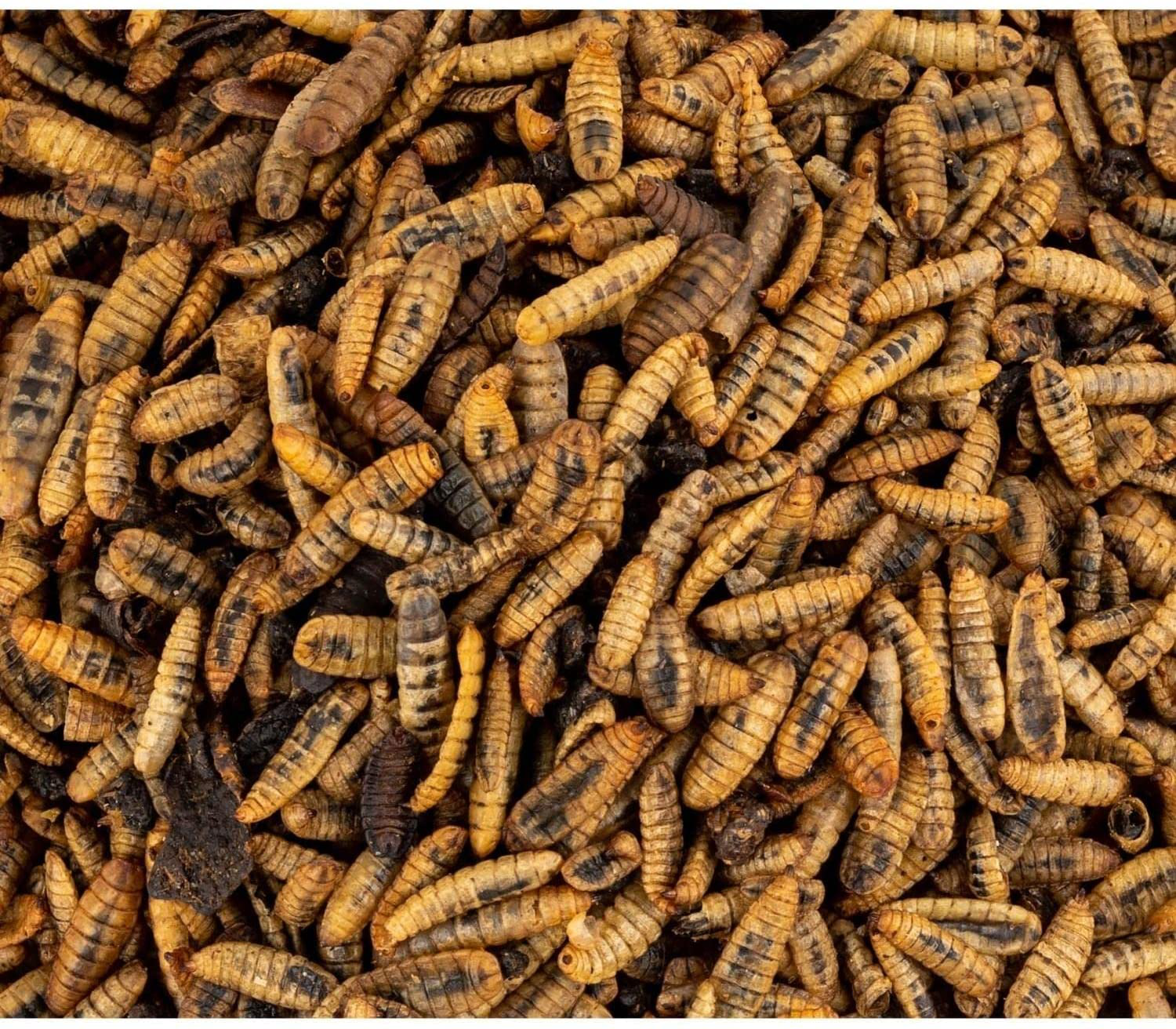 Scratch and Peck Feeds Cluckin' Good Grubs for Chickens - Natural Protein and Calcium Supplement Feed - Dried Black Soldier Fly Larvae Bird Treats Animals & Pet Supplies > Pet Supplies > Bird Supplies > Bird Treats SCRATCH AND PECK FEEDS YOU ARE WHAT YOUR ANIMALS EAT   