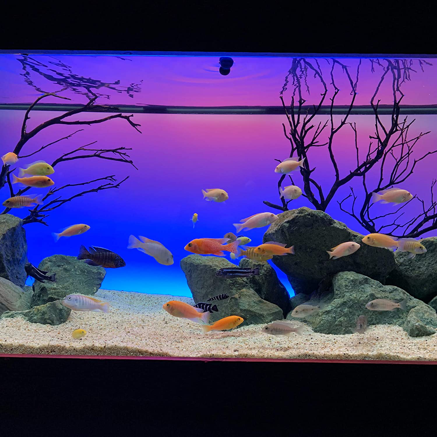 CURRENT USA Serene Aquarium Visual and Audio Aquatic Experience Kit | LED Aquarium Light | LED Background Light | Wireless Remote | Speakers Animals & Pet Supplies > Pet Supplies > Fish Supplies > Aquarium Lighting CURRENT   