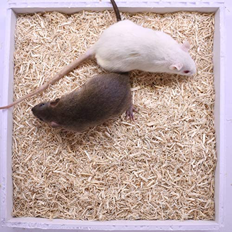 Micedirect 20 Medium Rats: Pack of Frozen Medium Feeder Rats - Food for Corn Snakes, Ball Pythons, Lizards and Other Pet Reptiles - Freshest Snake Feed Supplies Animals & Pet Supplies > Pet Supplies > Reptile & Amphibian Supplies > Reptile & Amphibian Food MiceDirect   