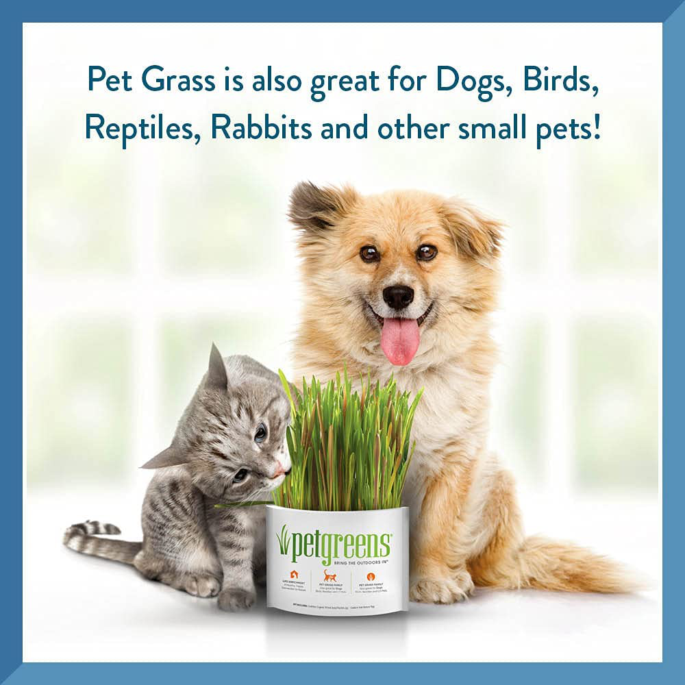 Oat grass for 2024 dogs