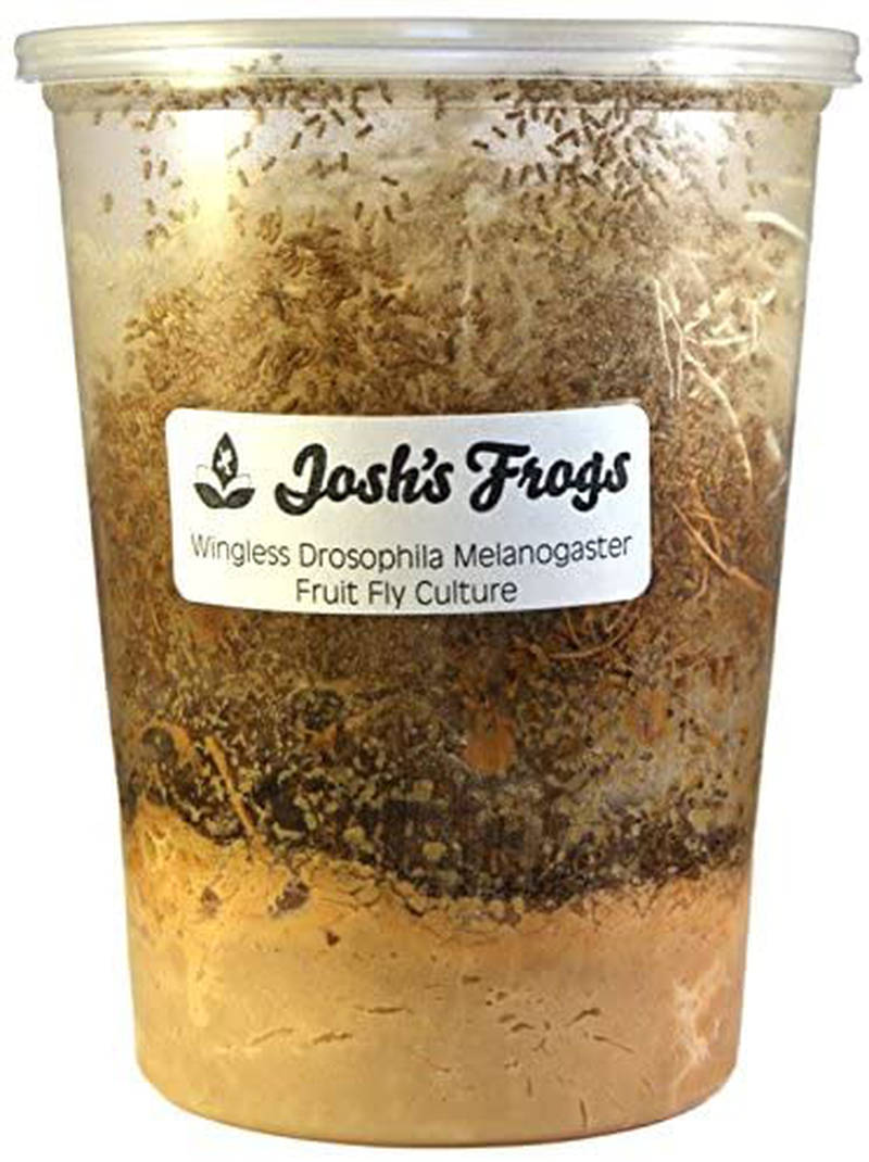 Josh'S Frogs Wingless Drosophila Melanogaster Fruit Fly Cultures Animals & Pet Supplies > Pet Supplies > Reptile & Amphibian Supplies > Reptile & Amphibian Food Josh's Frogs   