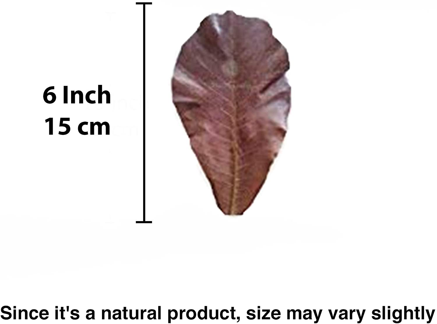 Sungrow Leaf Litter for Reptiles, 6 Inches Leaves, Maintain Humidity in Terrarium, 10 Leaves per Pack