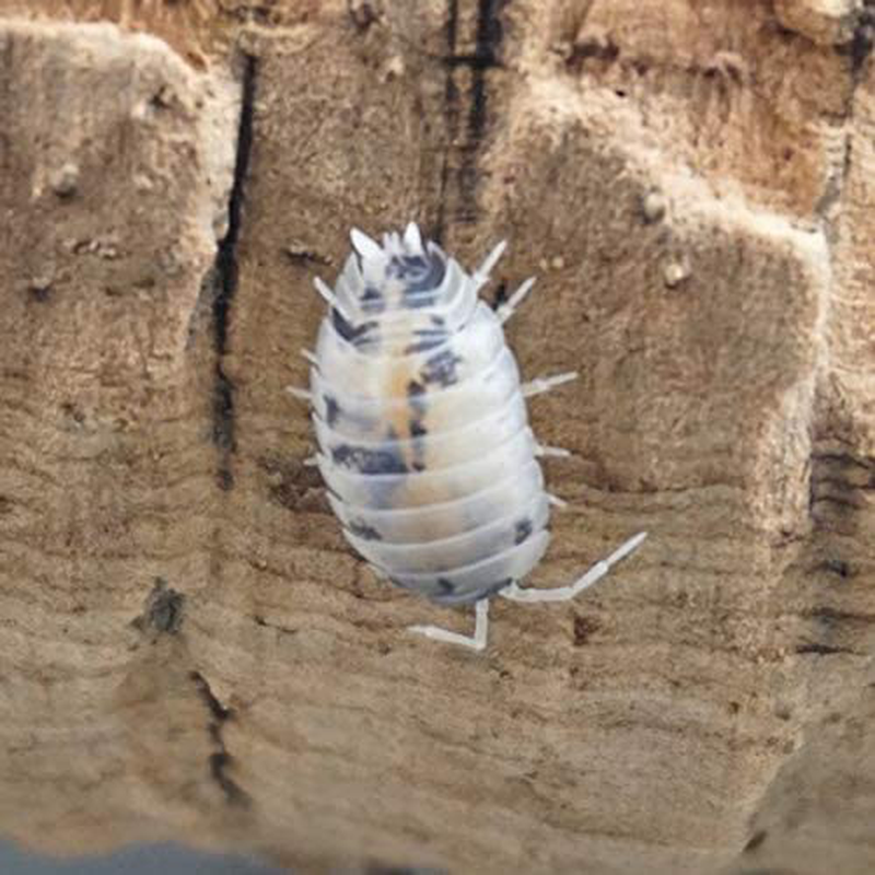 Isopods Dairy Cow Live Porcellio Laevis Roly Poly Cleanup Crew Reptile Food Animals & Pet Supplies > Pet Supplies > Reptile & Amphibian Supplies > Reptile & Amphibian Food BugzyBugs   