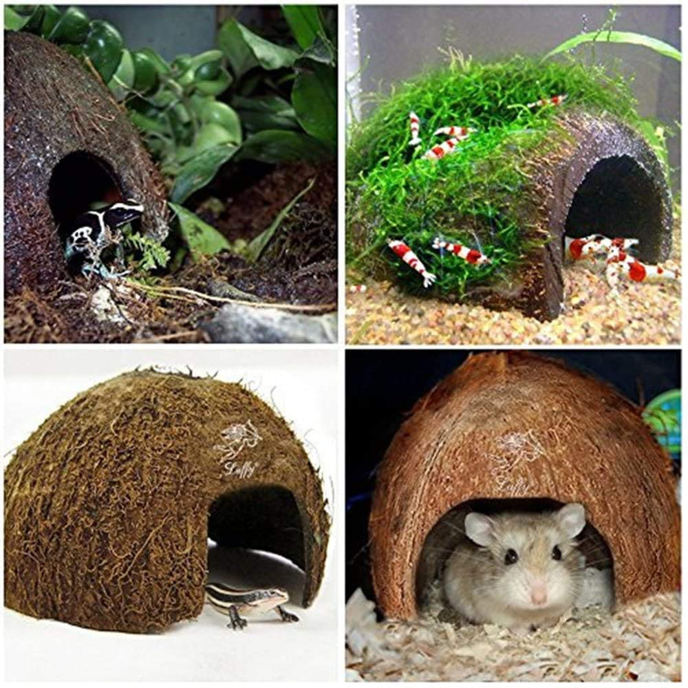 SEAJIAYI Hermit Crab Shells Large Xlarge Seashells Natural Coconut Hide Reptile Hideouts- Handpicked Turbo Seashell Natural Sea Conch Animals & Pet Supplies > Pet Supplies > Reptile & Amphibian Supplies > Reptile & Amphibian Substrates SEAJIAYI   