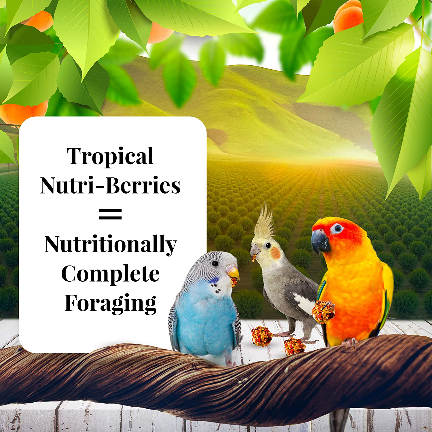 Cockatiel Sunny Orchard Nutri-Berries 10 Oz Animals & Pet Supplies > Pet Supplies > Bird Supplies > Bird Treats LAFEBER'S   