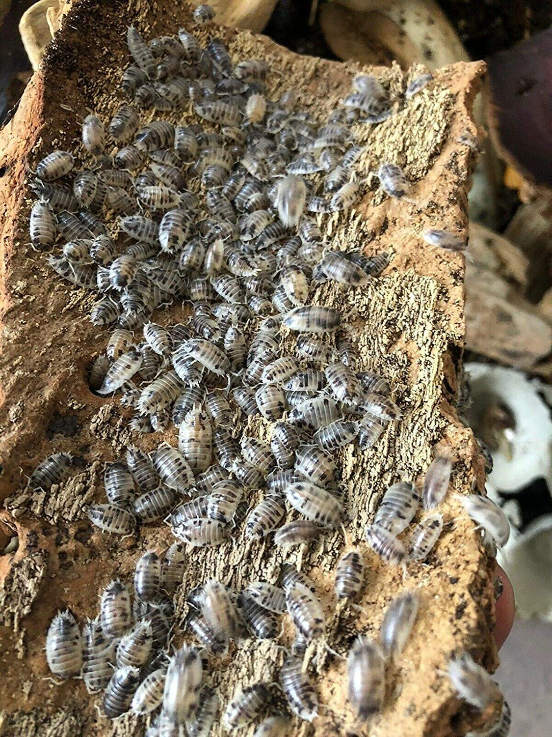 Bugzybugs Dairy Cow Porcellio Laevis Isopods Live Roly Poly Cleanup Crew Reptile Food 12 Count Animals & Pet Supplies > Pet Supplies > Reptile & Amphibian Supplies > Reptile & Amphibian Food Bugzybugs   