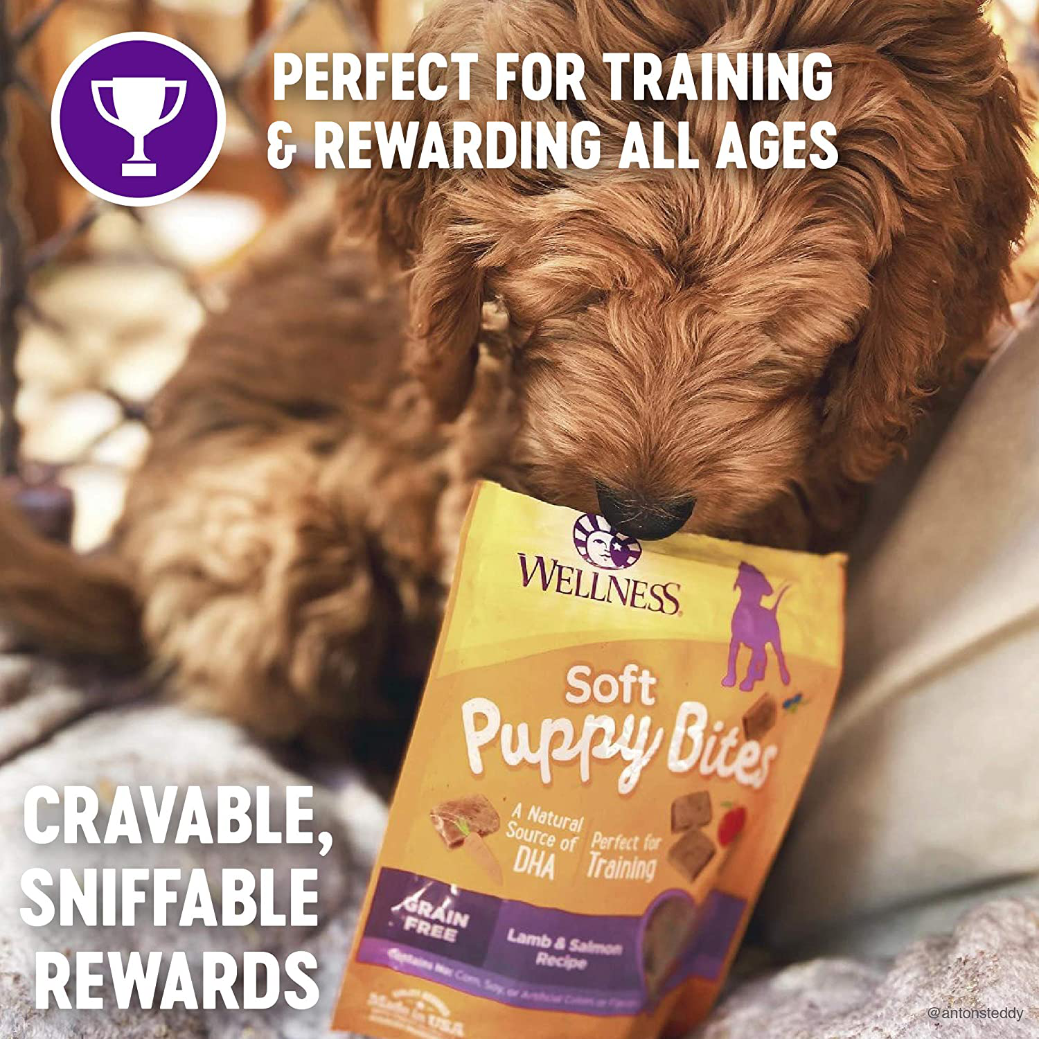 Wellness Soft Puppy Bites Natural Grain Free Puppy Training Treats, Lamb & Salmon, 3-Ounce Bag Animals & Pet Supplies > Pet Supplies > Small Animal Supplies > Small Animal Treats Wellness   