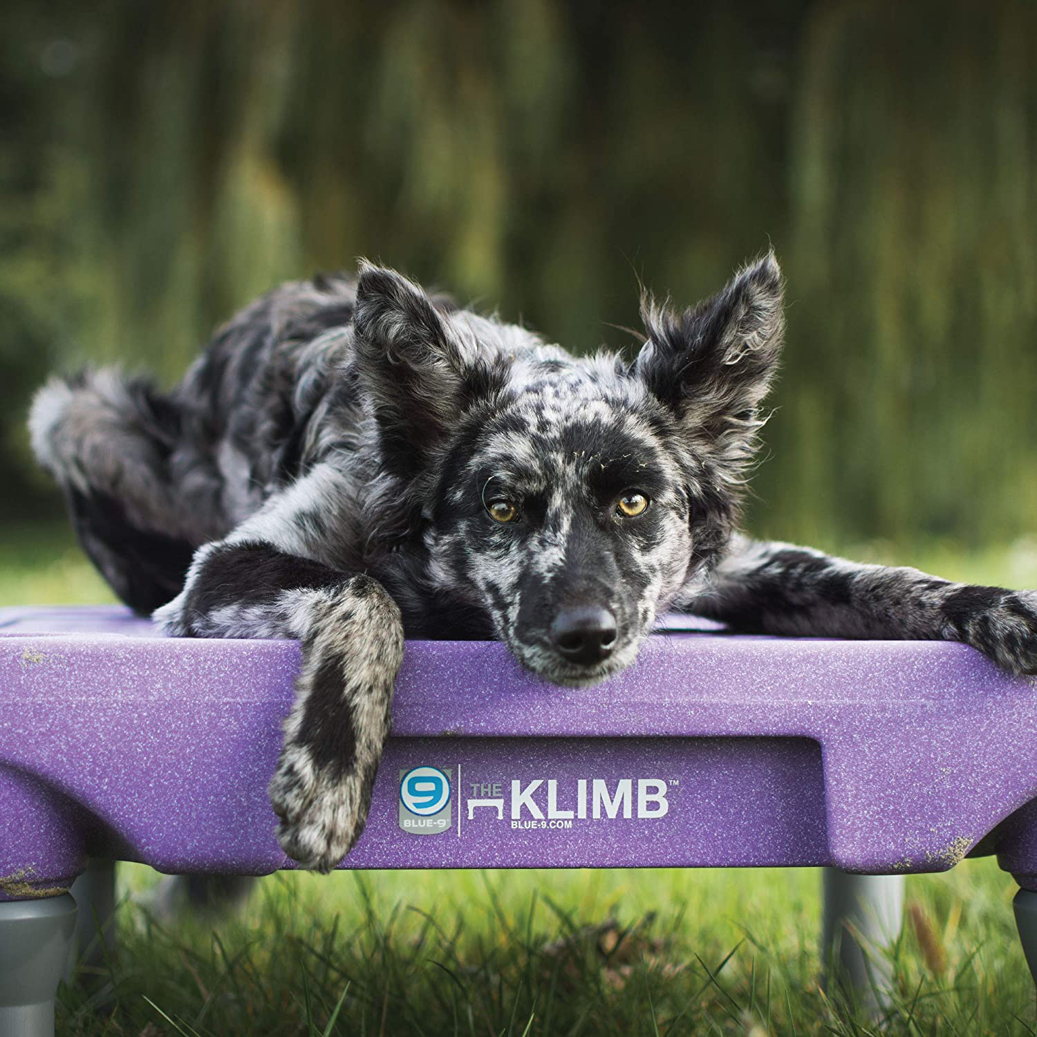 Blue-9 Klimb Training Kit, Professionally Designed Dog Platform and Accessories for Training and Agility and Accessories Animals & Pet Supplies > Pet Supplies > Dog Supplies > Dog Treadmills Blue-9   