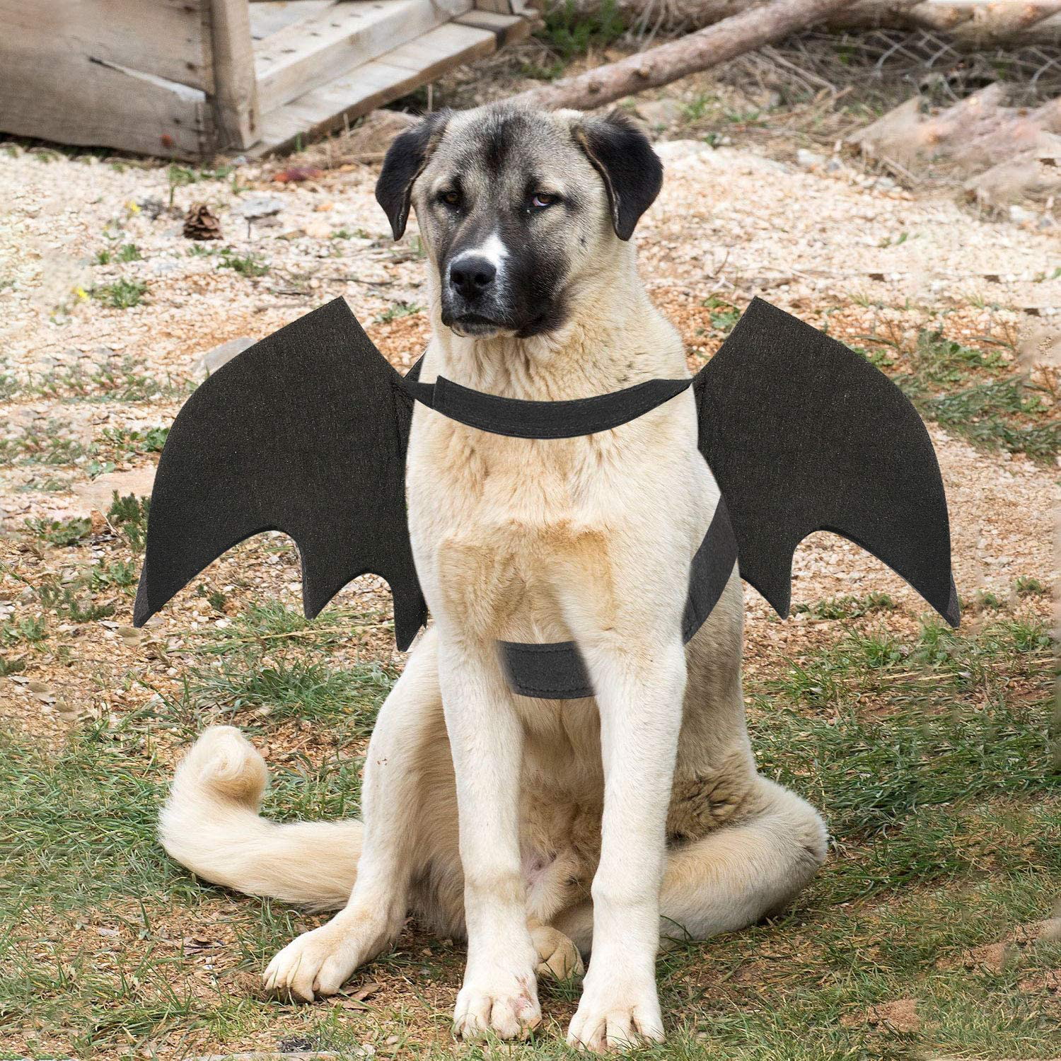 Bat costumes for deals dogs