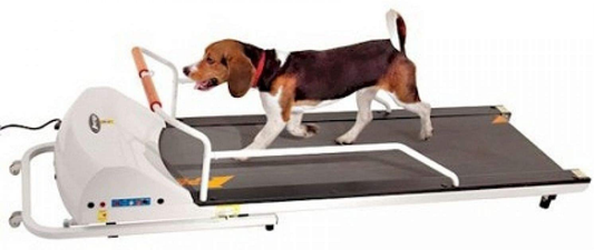 Gopet Petrun PR720F Dog Treadmill Animals & Pet Supplies > Pet Supplies > Dog Supplies > Dog Treadmills GOPET   