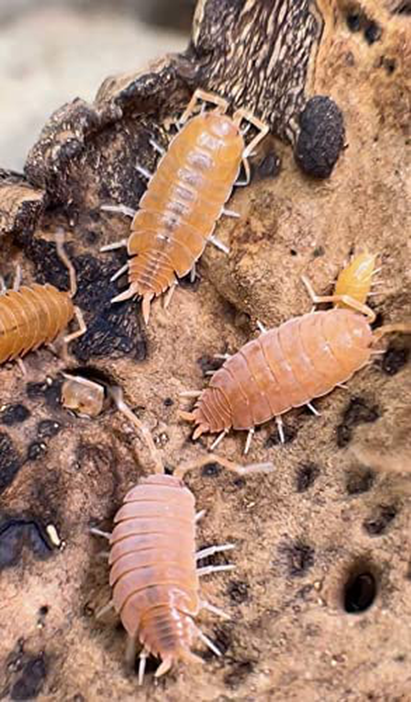 Powder Orange Live Isopods Porcellio Pruinosus Cleanup Crew Roly Poly for Insect Terrarium Reptile Pet Food Animals & Pet Supplies > Pet Supplies > Reptile & Amphibian Supplies > Reptile & Amphibian Food BugzyBugs   