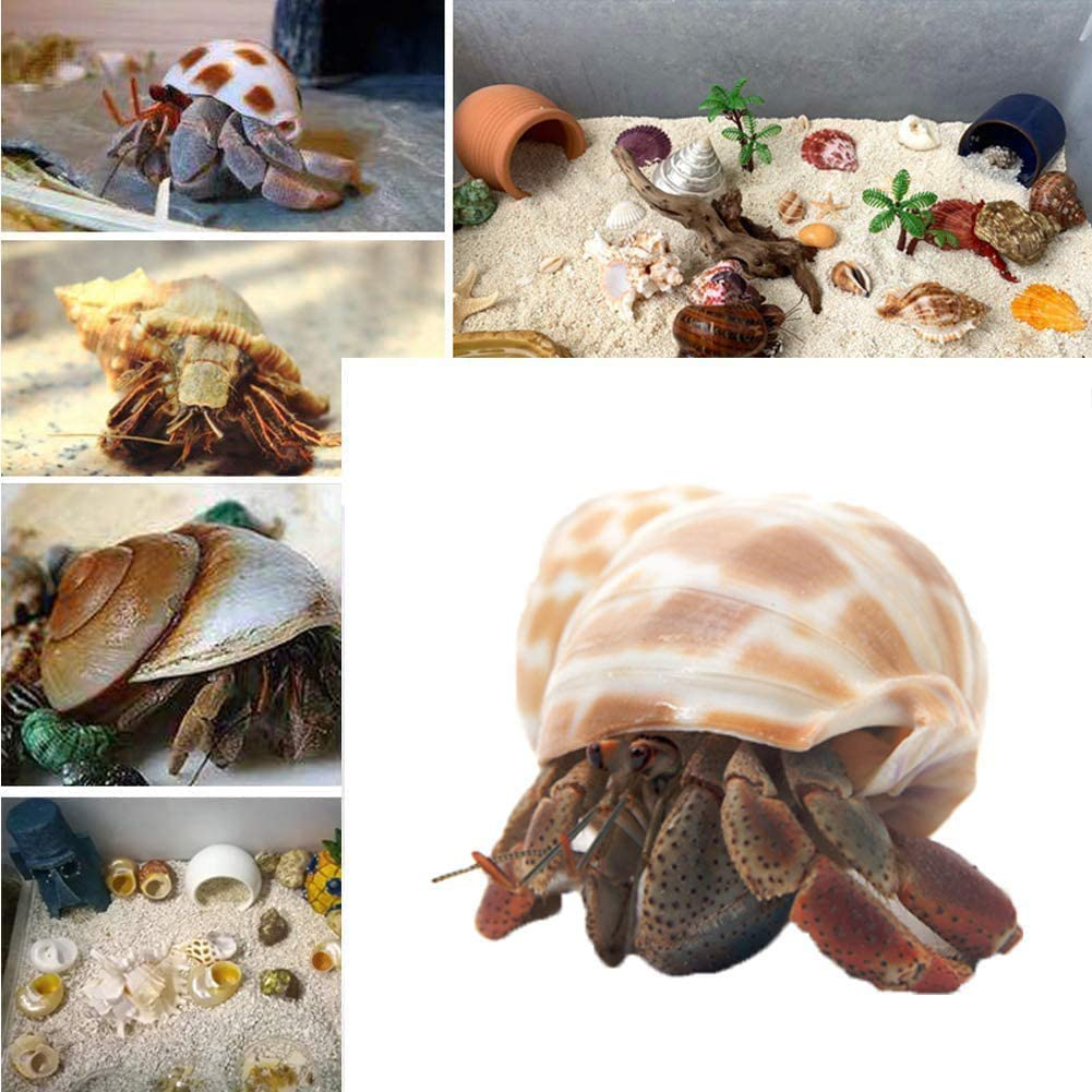 SEAJIAYI Hermit Crab Shells Large Xlarge Seashells Natural Coconut Hide Reptile Hideouts- Handpicked Turbo Seashell Natural Sea Conch Animals & Pet Supplies > Pet Supplies > Reptile & Amphibian Supplies > Reptile & Amphibian Substrates SEAJIAYI   
