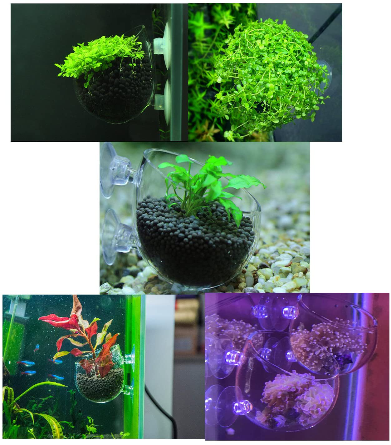 Fashionclubs Crystal Glass Aquatic Plant Cup Pot Holder, Aquarium Tank Live Plant Glass Pot Red Shrimp Holder with 2 Suckers,Fish Tank Aquascape Decor,2-Pack Animals & Pet Supplies > Pet Supplies > Fish Supplies > Aquarium Gravel & Substrates Fashionclubs   