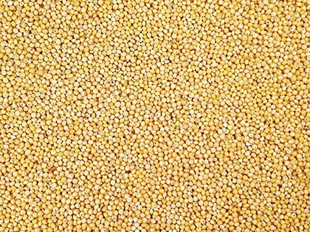 Backyard Seeds White Millet Bird Seed for Finches 8 Pounds Animals & Pet Supplies > Pet Supplies > Bird Supplies > Bird Food CountryMax 10 Pounds  