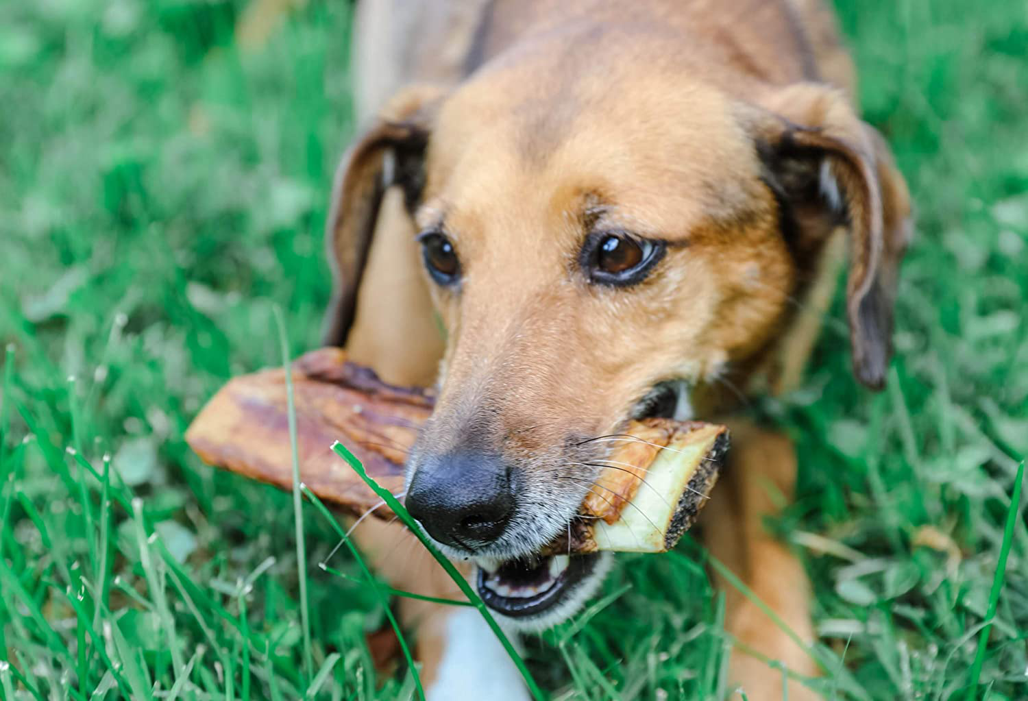 K9 Connoisseur Single Ingredient Dog Bones Made in USA from Grass Fed Cattle 8 to 10 Inch Long All Natural Meaty Rib Marrow Filled Bone Chew Treat Best for Medium Breed Dogs Best Upto 50 Pounds Animals & Pet Supplies > Pet Supplies > Small Animal Supplies > Small Animal Treats K9 Connoisseur   