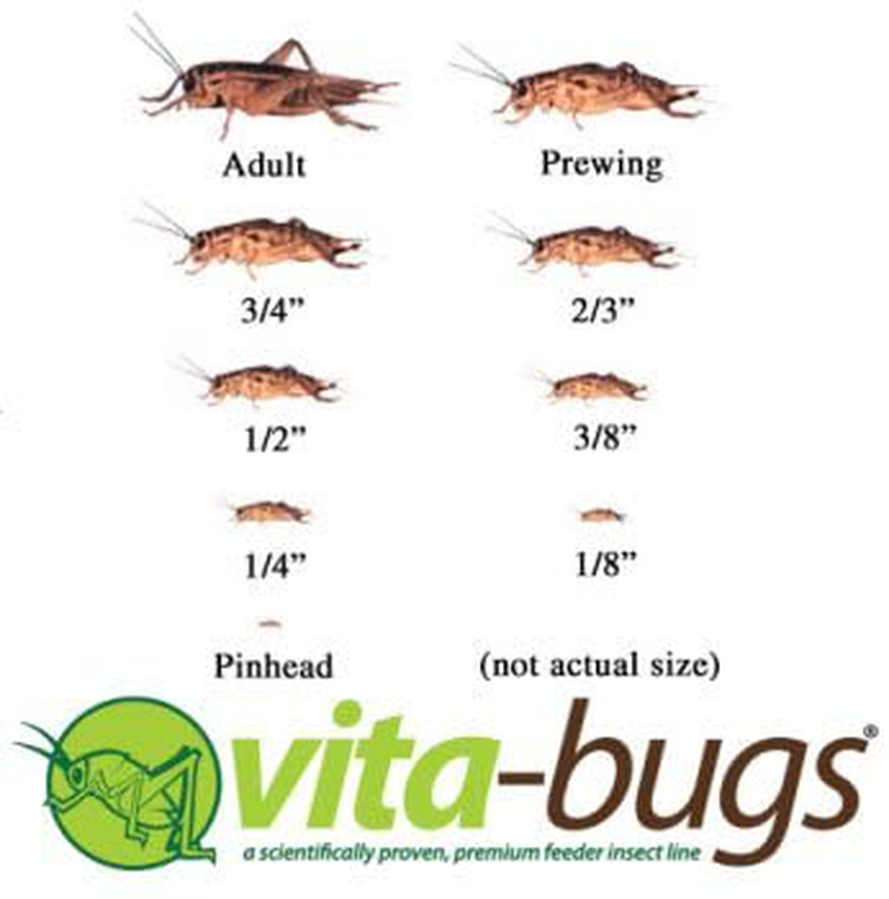 Vita-Bugs 1/8" Live Crickets Animals & Pet Supplies > Pet Supplies > Reptile & Amphibian Supplies > Reptile & Amphibian Food Timberline 1000 CT  