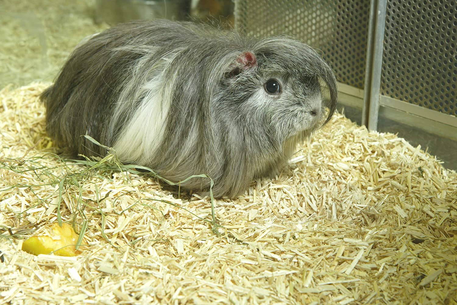 Hemp bedding for guinea clearance pigs