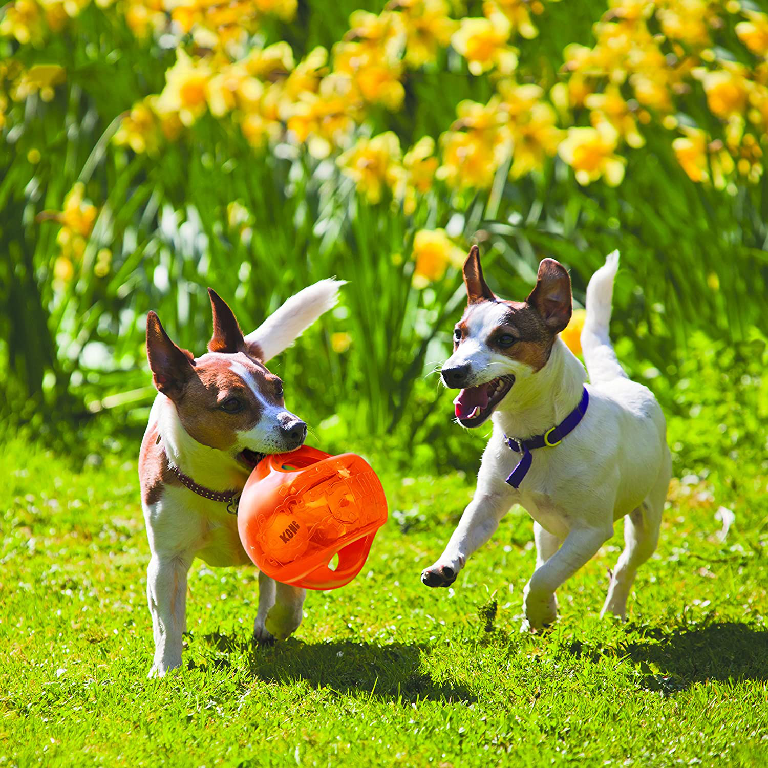 KONG - Jumbler Ball - Interactive Fetch Dog Toy with Tennis Ball (Assorted Colors) Animals & Pet Supplies > Pet Supplies > Dog Supplies > Dog Toys KONG   