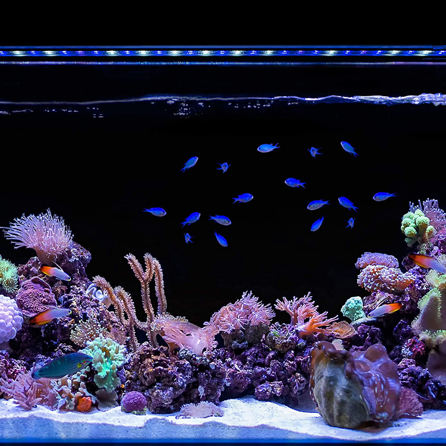 CURRENT USA Orbit Marine IC LED Saltwater Reef Aquarium Light | with Wireless Lighting & Wave Pump Control | Loop App - Bluetooth