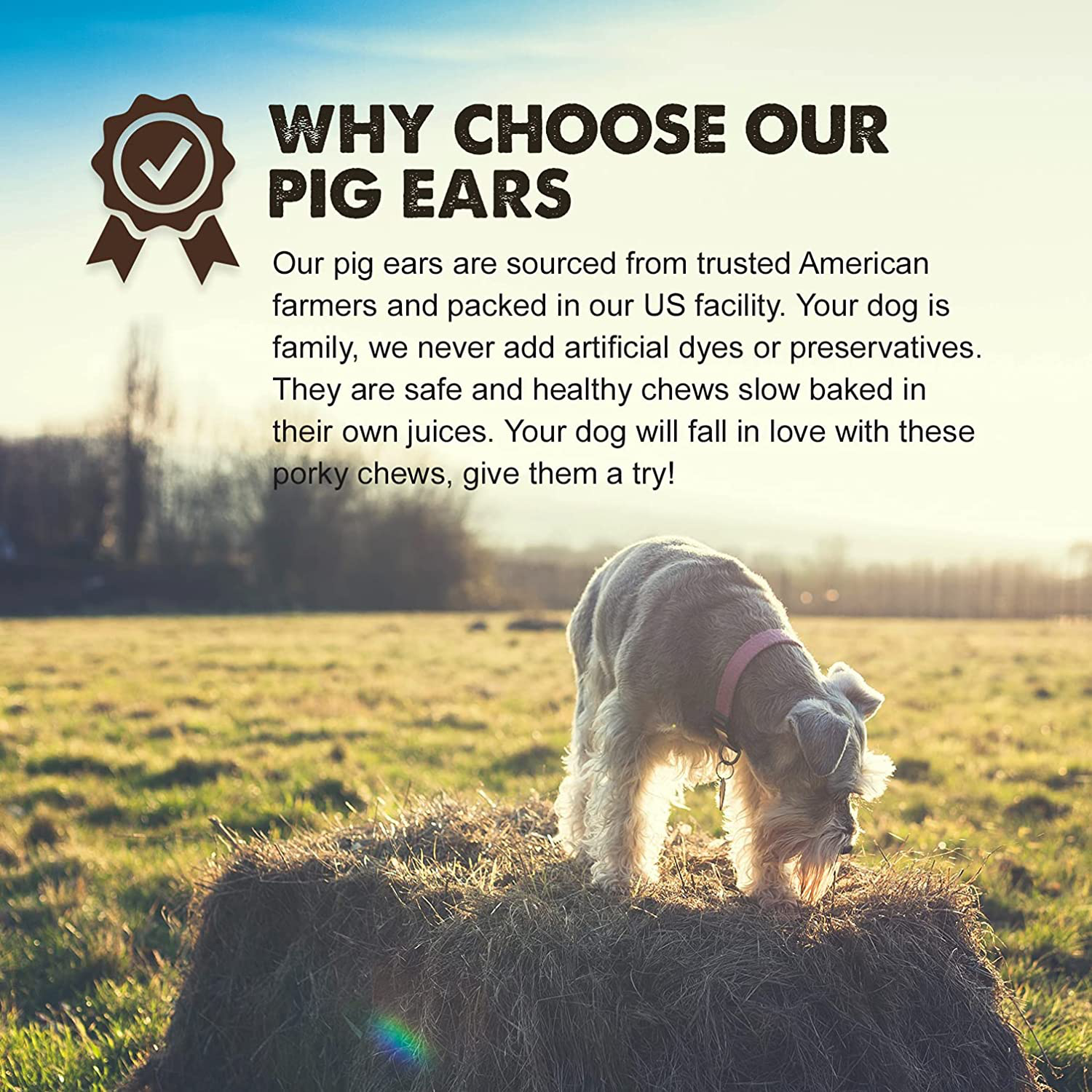 Downtown Pet Supply USA Pig Ears for Dogs, Long Lasting American Chew Treat for Aggressive Chewers, Safe and Easily Digestible