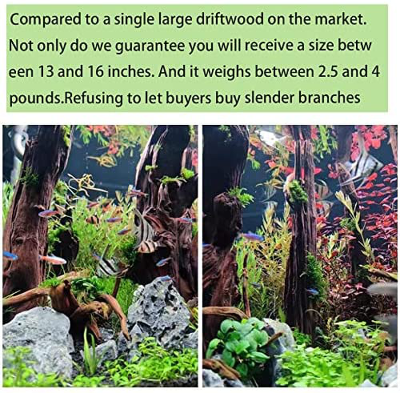 WDEFUN Natural Large Driftwood for Aquarium Decor, 13-16 Inch Long（2.4-4 Lbs） Drifwood for Reptile Decoration Animals & Pet Supplies > Pet Supplies > Fish Supplies > Aquarium Decor WDEFUN   