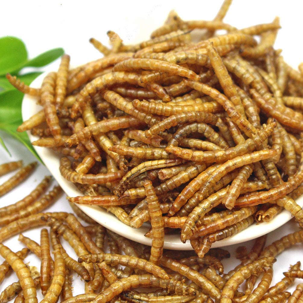 DIIG Non-Gmo Dried Mealworms/Crickets/Black Soldier Fly - Treats for Birds Chickens Hedgehog Hamster Fish Reptile Turtles Animals & Pet Supplies > Pet Supplies > Bird Supplies > Bird Treats DIIG   