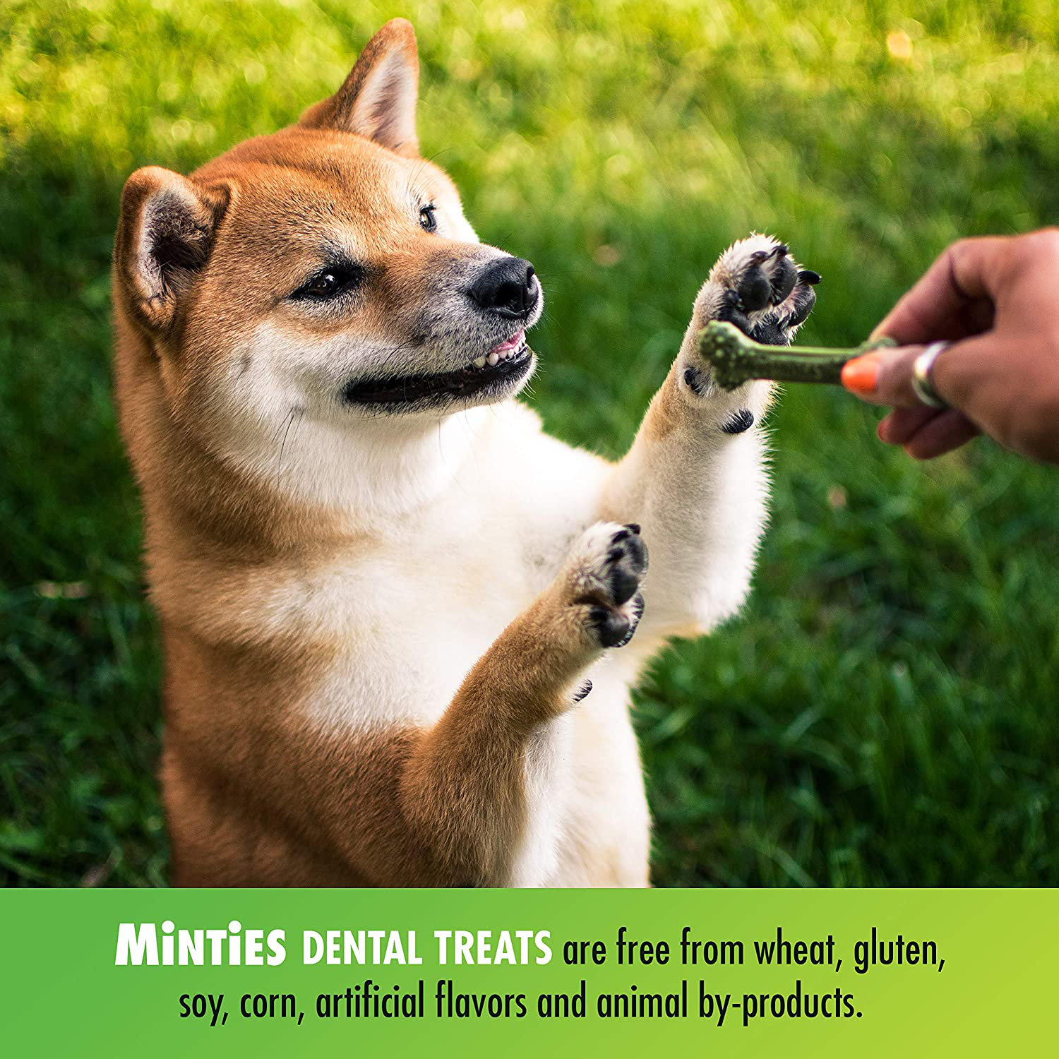 Minties Vetiq Dog Dental Bone Treats, Dental Chews for Dogs, (Perfect for Tiny/Small Dogs under 40 Lbs) Animals & Pet Supplies > Pet Supplies > Dog Supplies > Dog Treats PetIQ   