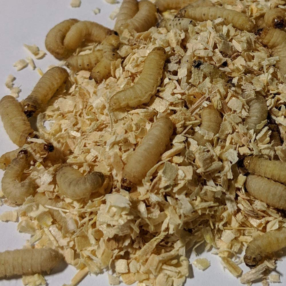 Dbdpet Premium 250-300 Live Waxworms - Best Bait for Fishing, Reptile and Amphibian Foods, Bearded Dragons Leopard Geckos and Chameleon Treats Animals & Pet Supplies > Pet Supplies > Reptile & Amphibian Supplies > Reptile & Amphibian Food DBDPet   