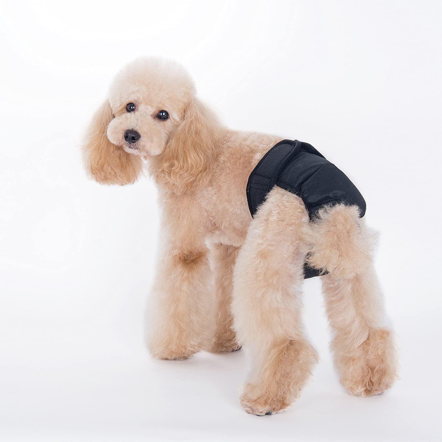 Alfie Pet - Max Diaper Dog Sanitary Pantie (For Girl Dogs)