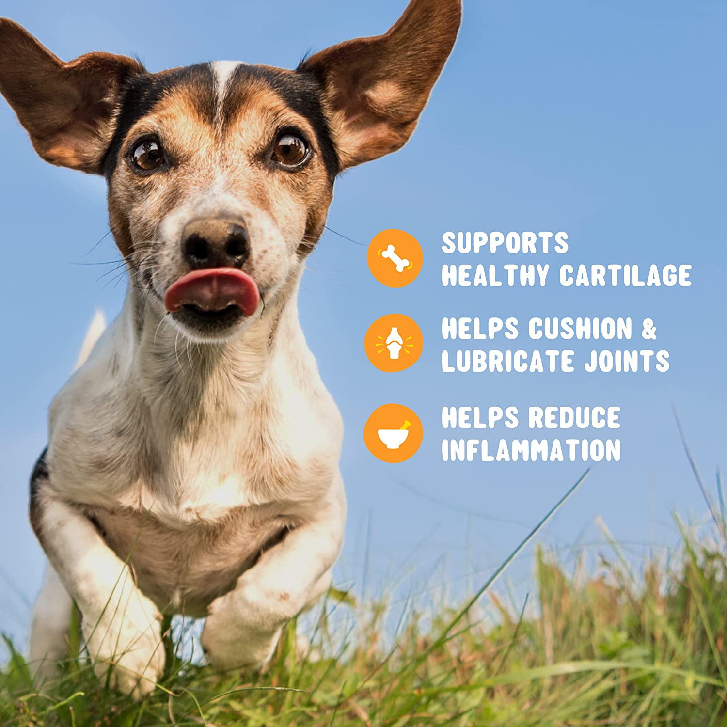 Glucosamine for Dogs Soft Chews - Hip and Joint Supplement for Dogs with Chondroitin, Turmeric & MSM - Dog Joint Supplement + Vitamin E for Small, Large Breed & Senior Dogs Mobility Support Animals & Pet Supplies > Pet Supplies > Small Animal Supplies > Small Animal Treats Active Chews   