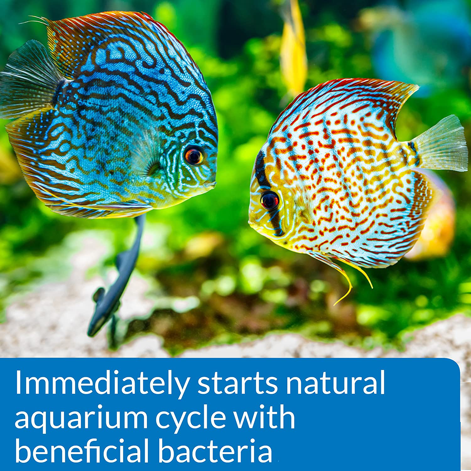 API Quick Start Nitrifying Bacteria, for Freshwater and Saltwater Aquarium Animals & Pet Supplies > Pet Supplies > Fish Supplies > Aquarium Cleaning Supplies API   