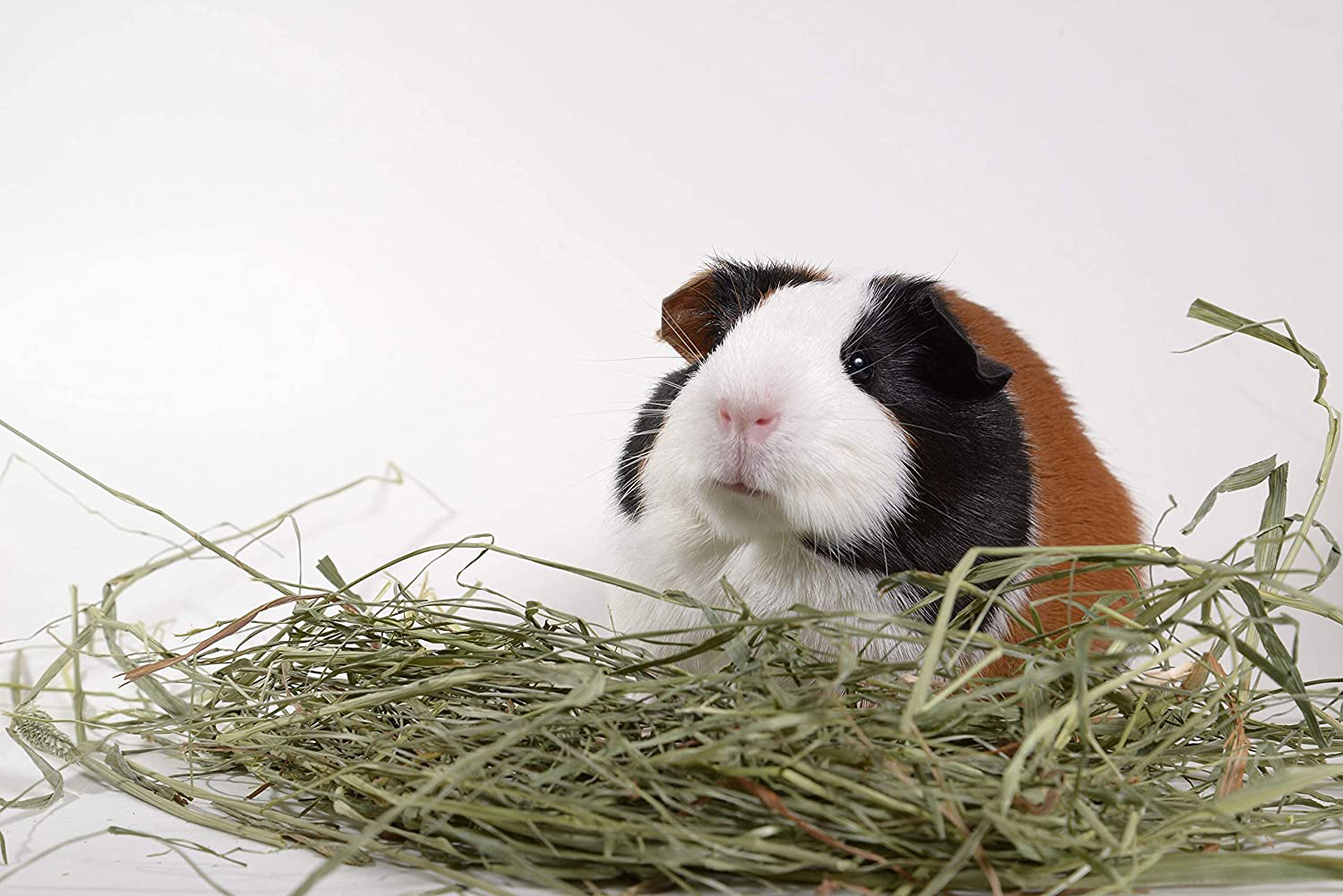 High Desert Timothy Grass Hay for Guinea Pigs, Rabbits, and More Small Animal Pets